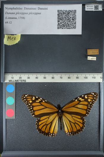 Media type: image;   Entomology 165380
